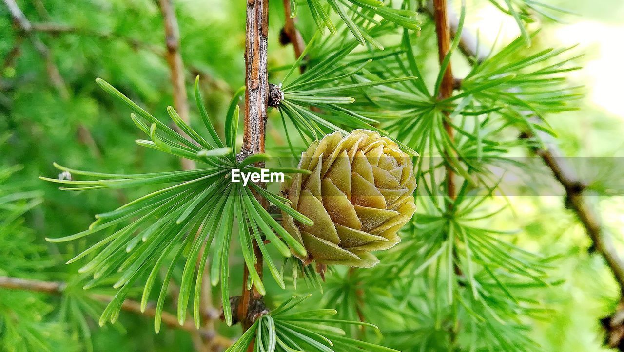 Close-up of pine tree