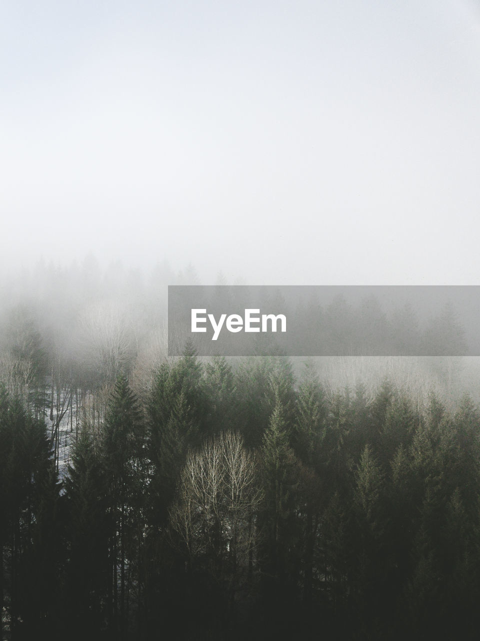 SCENIC VIEW OF TREES AGAINST SKY