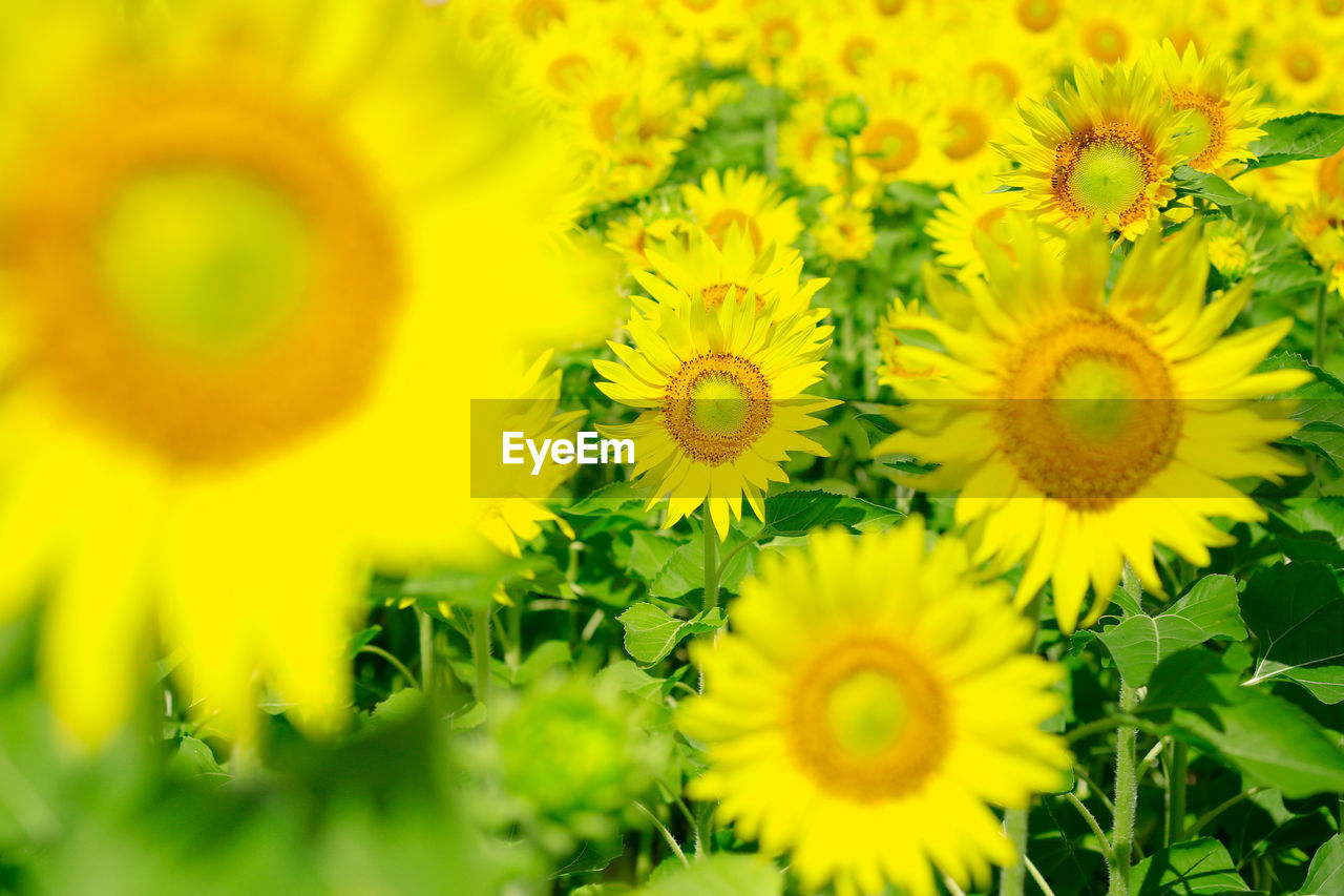 Macro shot of yellow flower