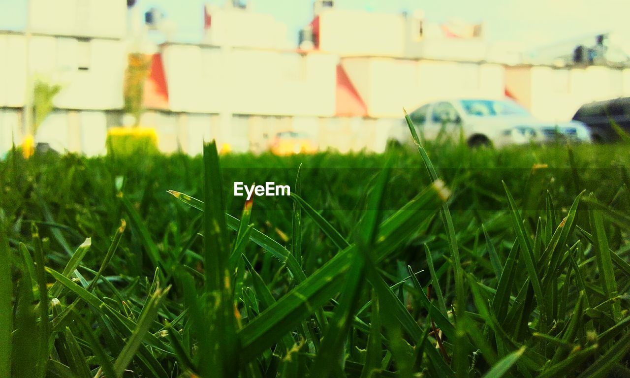 CLOSE-UP OF GRASS IN FIELD