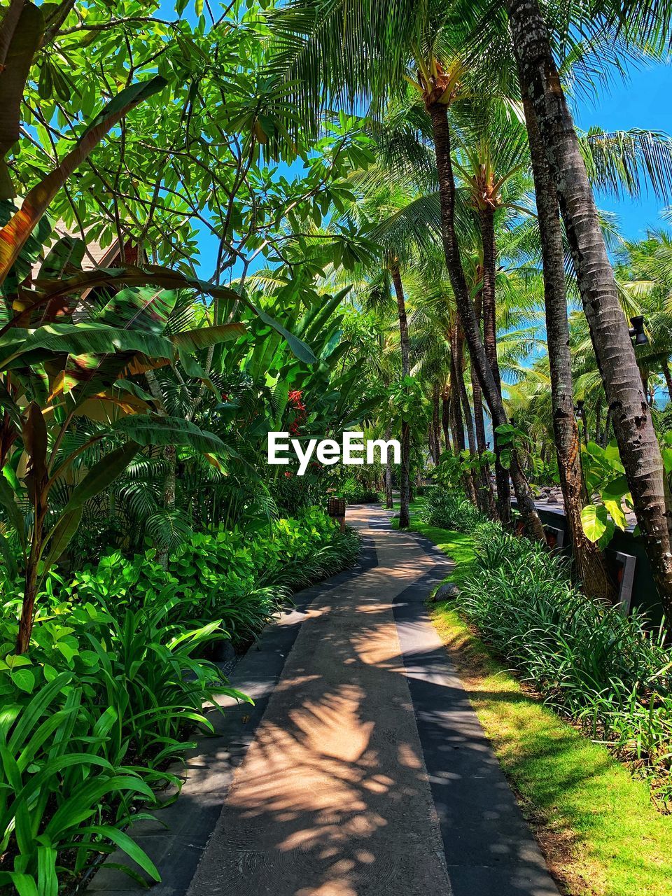 Footpath amidst plants and trees