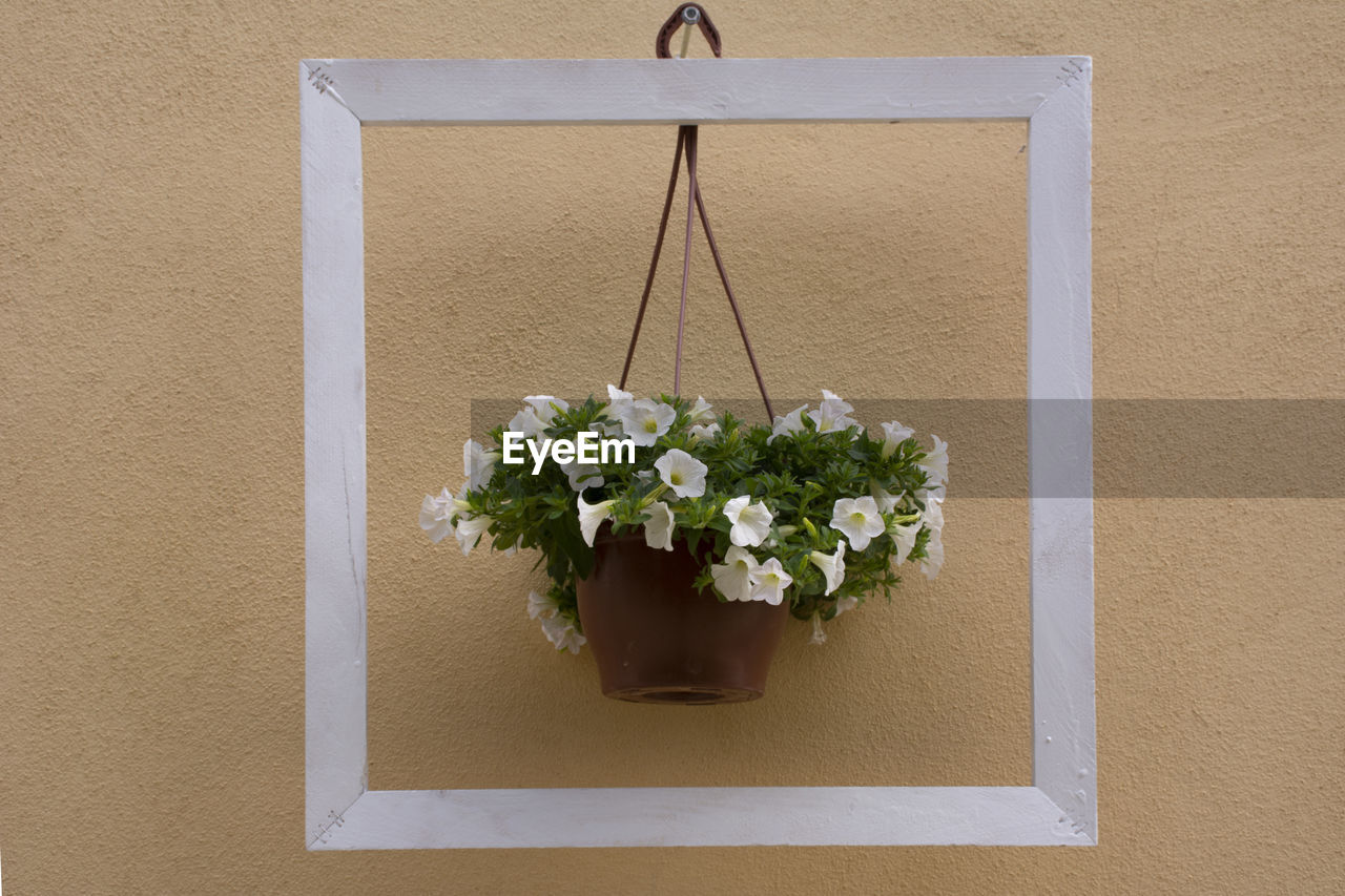 DIRECTLY ABOVE SHOT OF WHITE FLOWERING PLANT HANGING ON WALL