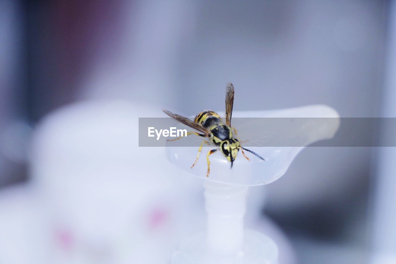 CLOSE-UP OF BEE POLLINATING ON FLOWER