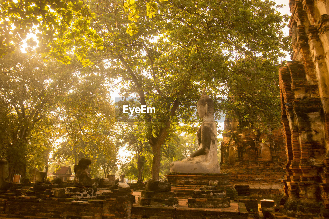 Old ruins against branches