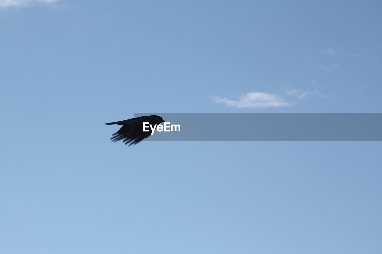 LOW ANGLE VIEW OF BIRD FLYING IN BLUE SKY