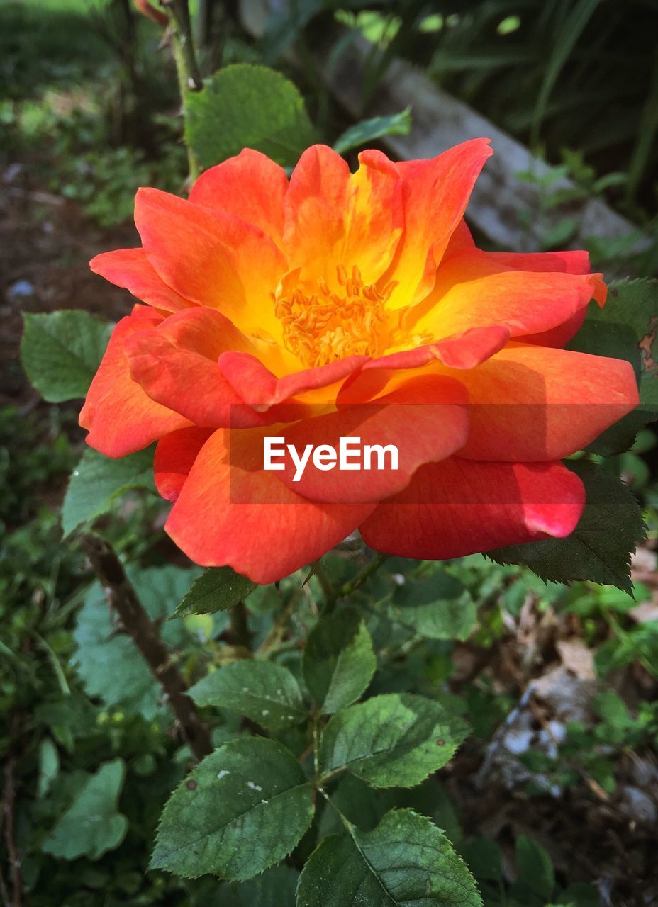 CLOSE-UP OF RED FLOWERS BLOOMING OUTDOORS