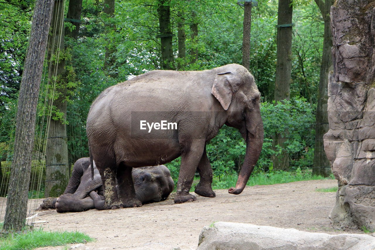 View of elephant