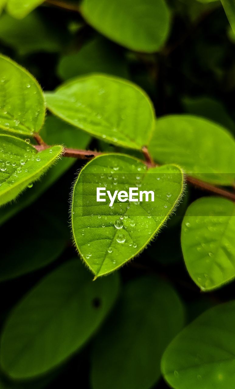 CLOSE-UP OF WATER DROPS ON LEAVES