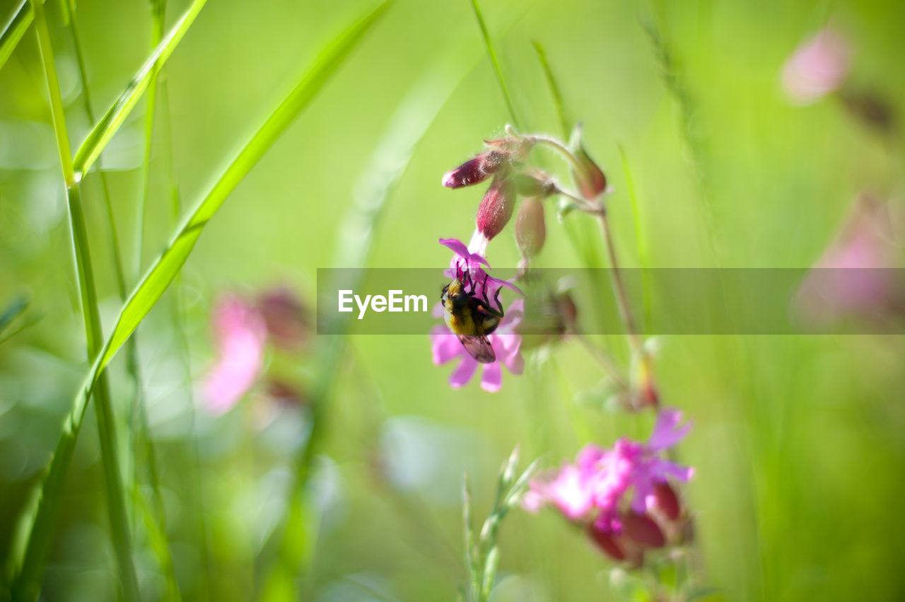 CLOSE-UP OF BEE POLLINATING ON FLOWER