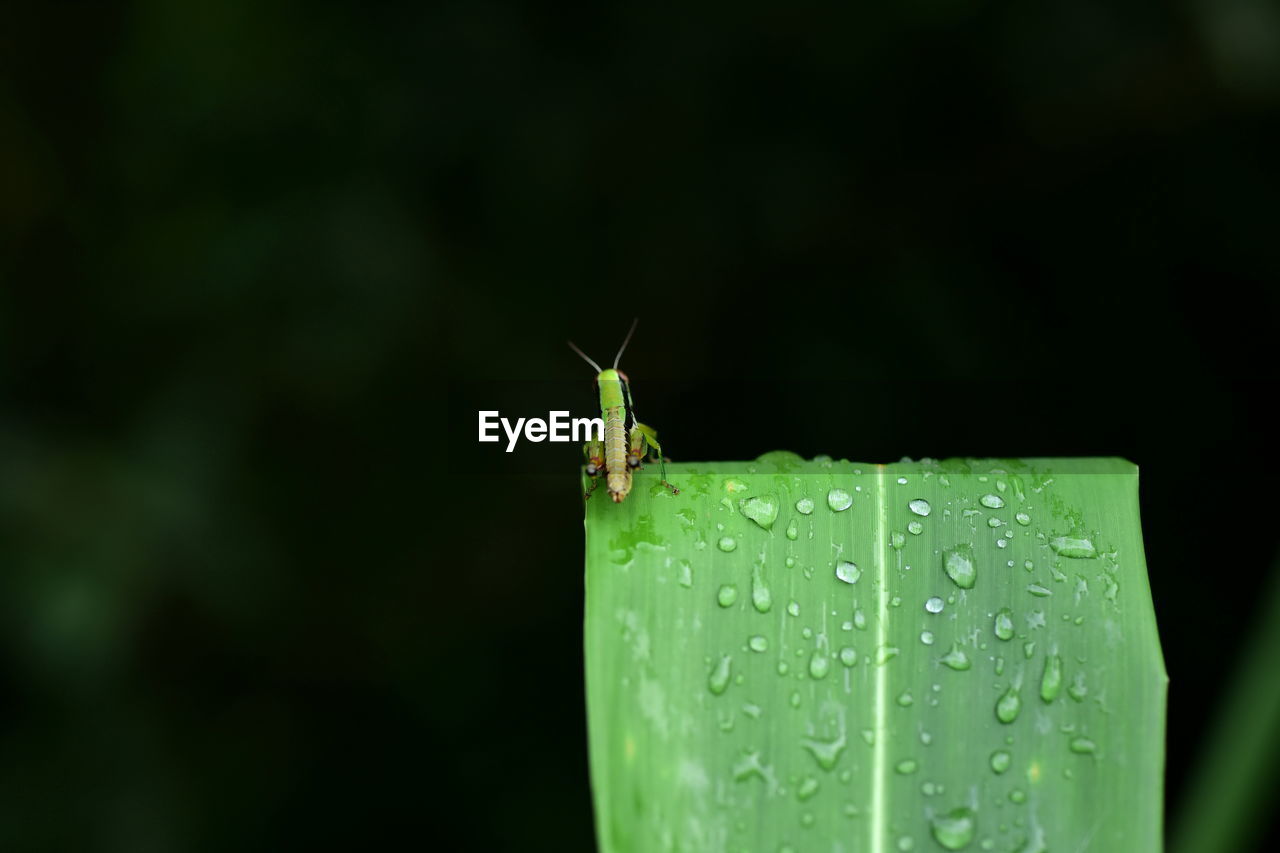 Close-up of insect on wet leaf