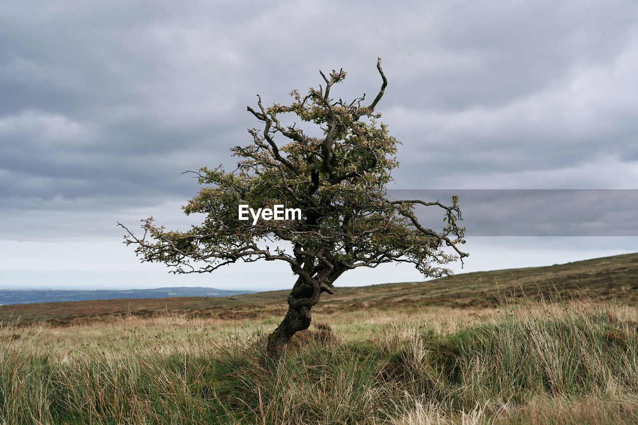 TREE IN FIELD