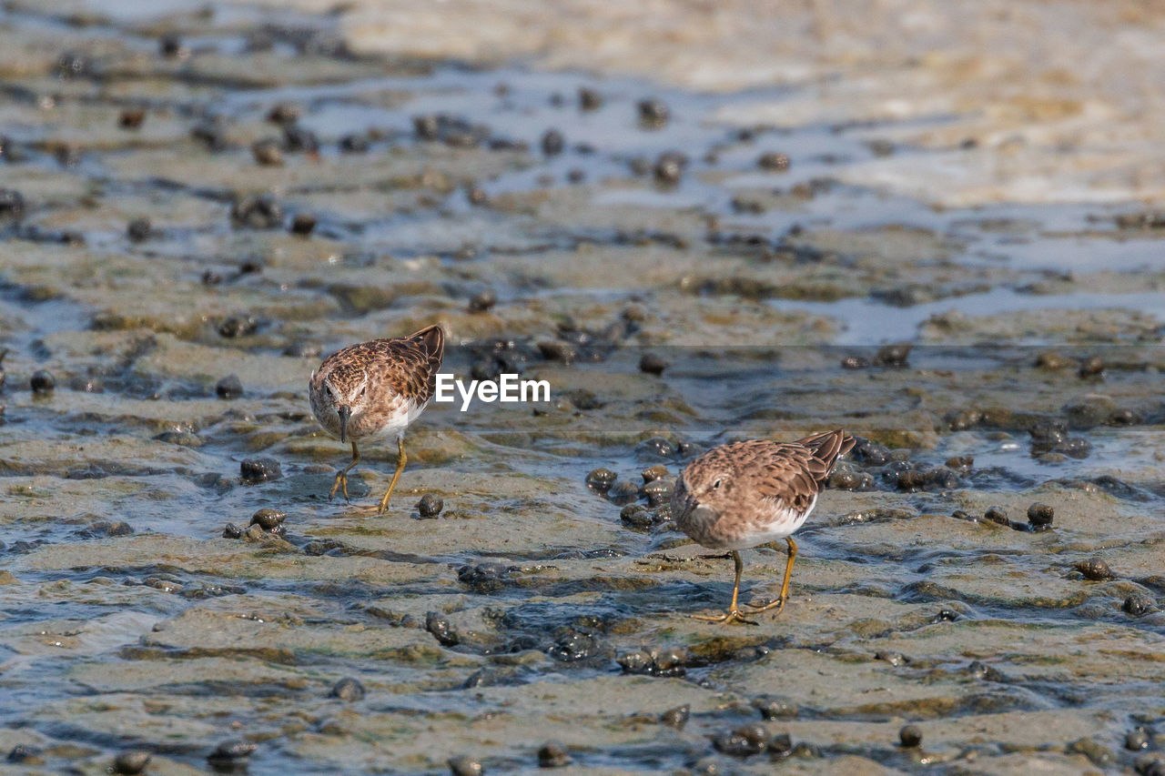 View of birds on beach