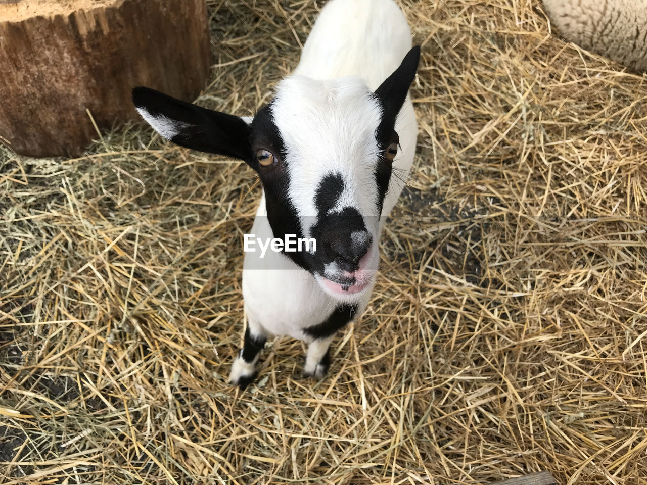 HIGH ANGLE VIEW OF GOAT ON LANDSCAPE