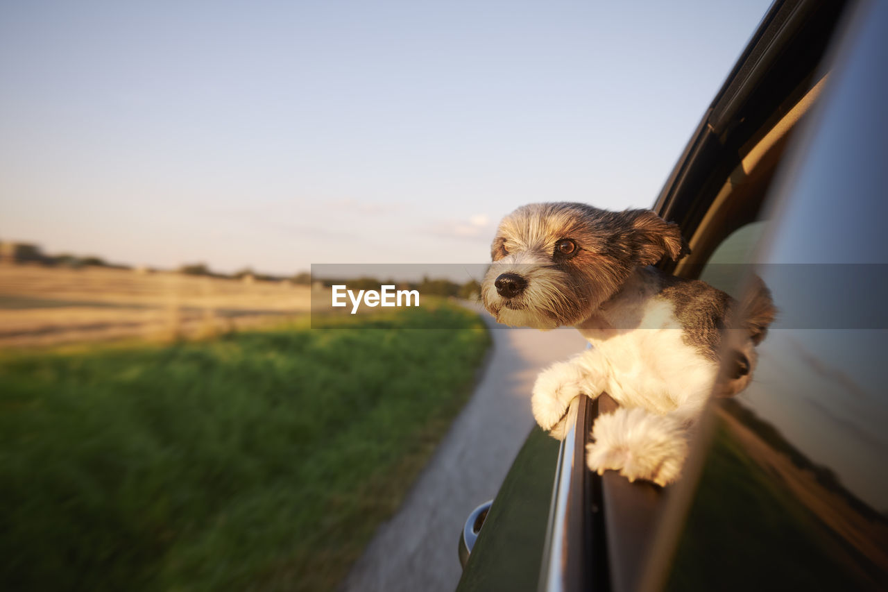 Happy lap dog looking out of car window. cute terrier enjoying road trip at sunny summer day.