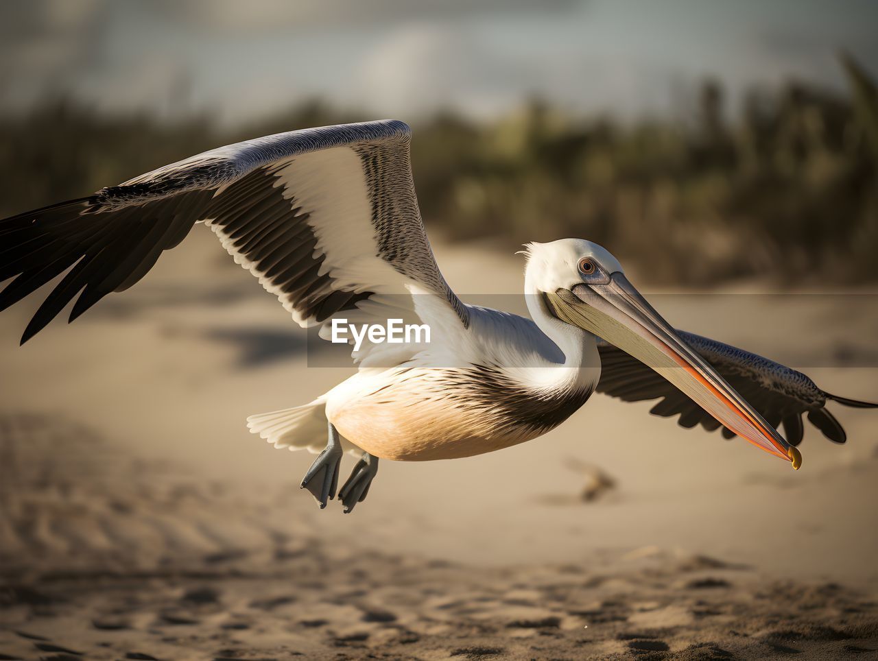 close-up of bird flying against sky