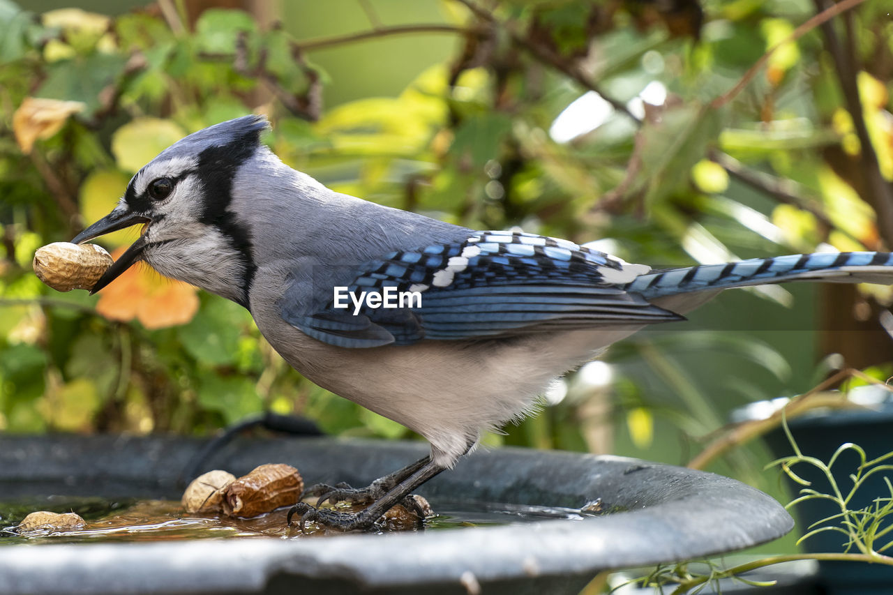 animal, animal themes, bird, animal wildlife, wildlife, blue jay, one animal, food, branch, eating, nature, beak, food and drink, perching, full length, no people, plant, tree, feeding, outdoors, side view, close-up, day, selective focus, focus on foreground, crow-like bird, beauty in nature, songbird