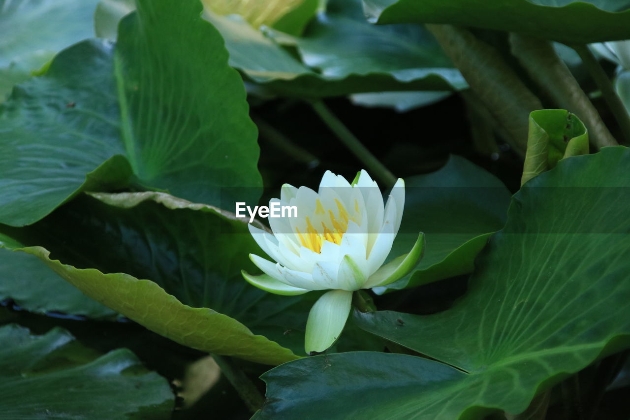 CLOSE-UP OF LOTUS WATER LILY ON LEAVES IN LAKE