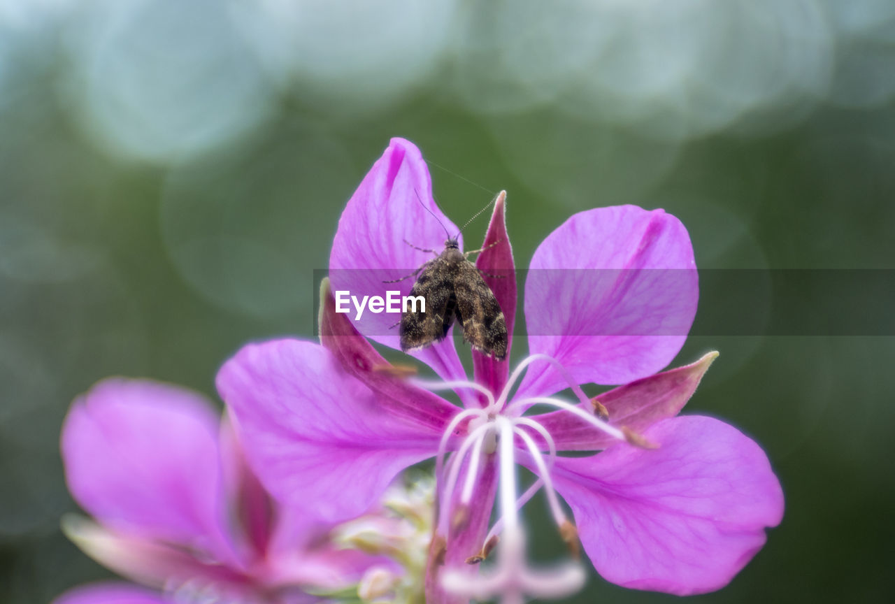 CLOSE-UP OF HONEY BEE POLLINATING ON PURPLE FLOWER