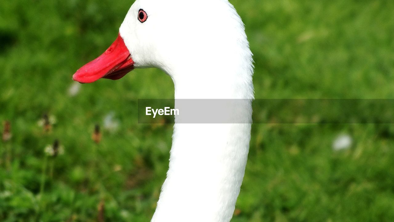 CLOSE-UP OF A BIRD
