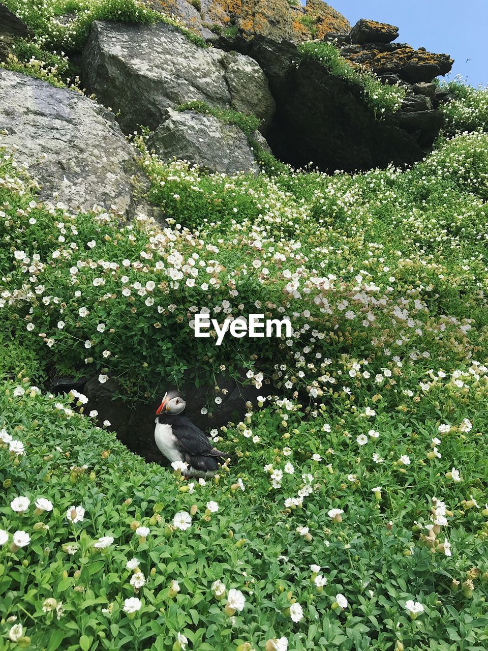 HIGH ANGLE VIEW OF BIRD ON ROCK