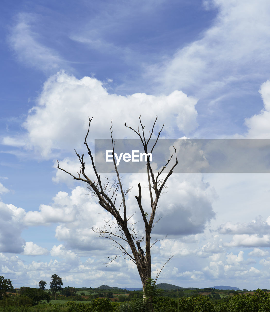 sky, cloud, nature, grass, tree, plant, environment, landscape, beauty in nature, no people, horizon, scenics - nature, field, blue, land, prairie, outdoors, wind, day, flower, non-urban scene, tranquility, sunlight, hill, rural scene, branch, tranquil scene, bare tree, cloudscape, rural area