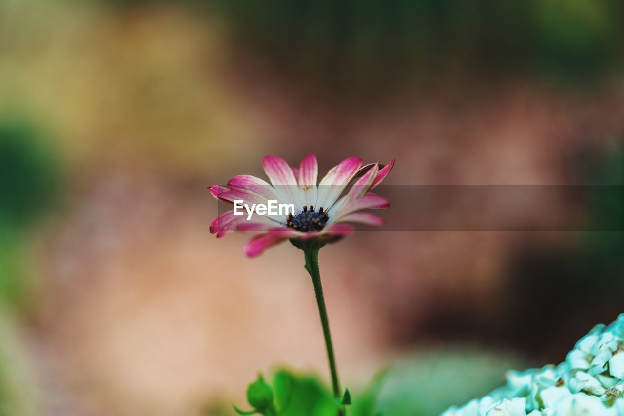 CLOSE-UP OF COSMOS FLOWER BLOOMING OUTDOORS