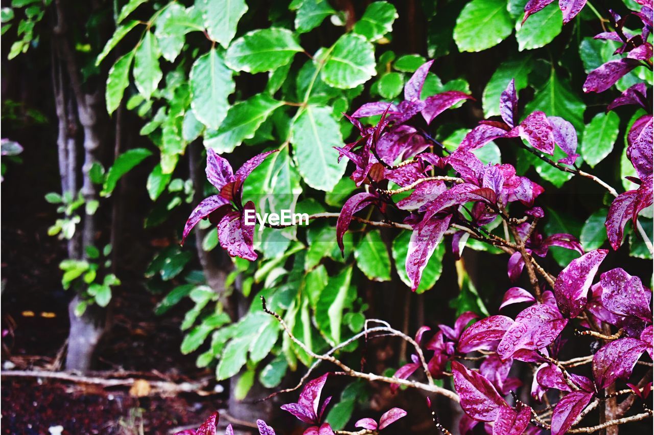 CLOSE-UP OF PINK FLOWERS GROWING ON PLANT