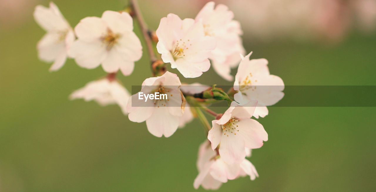 Close-up of white cherry blossom