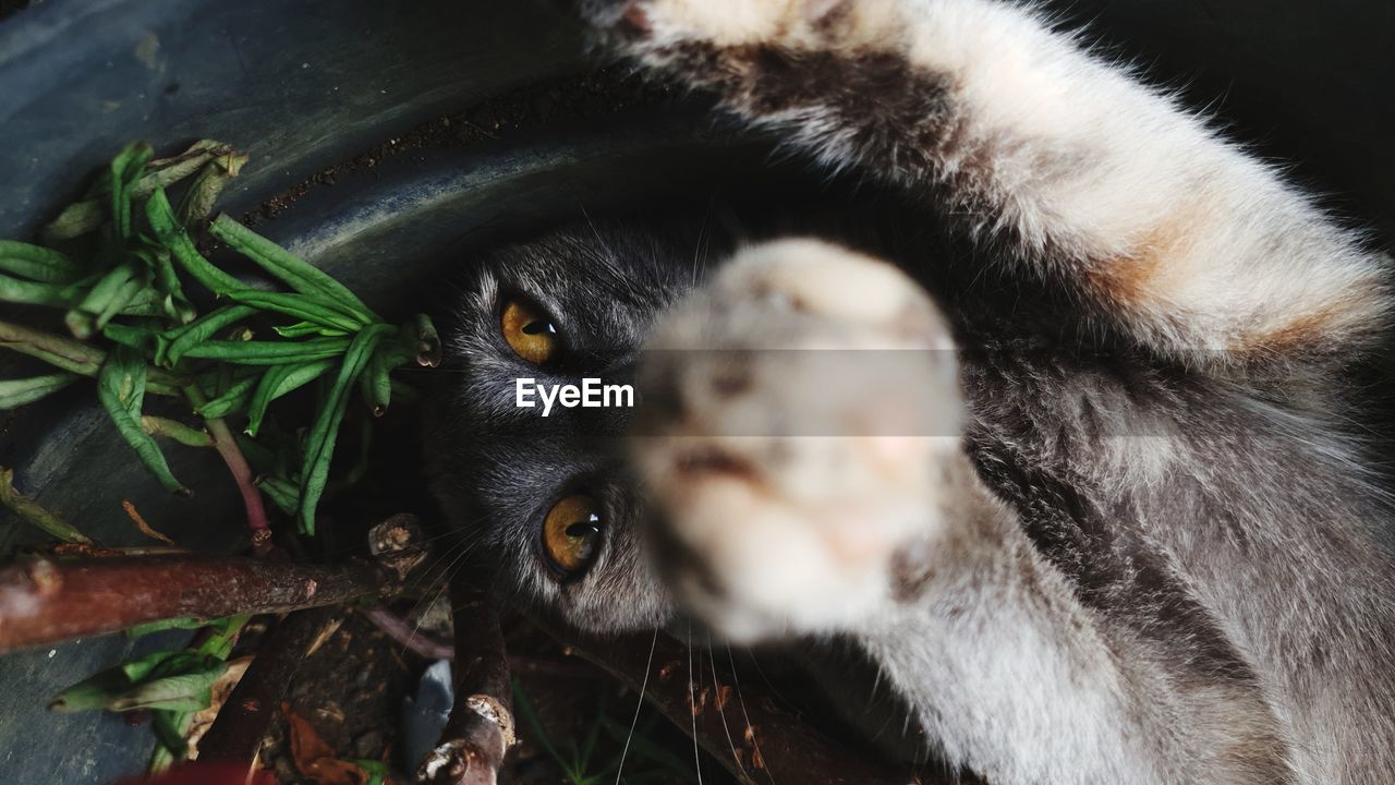 CLOSE-UP OF CAT
