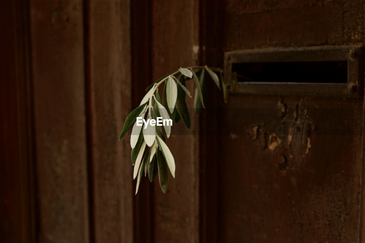 Close-up of mailbox on wooden door