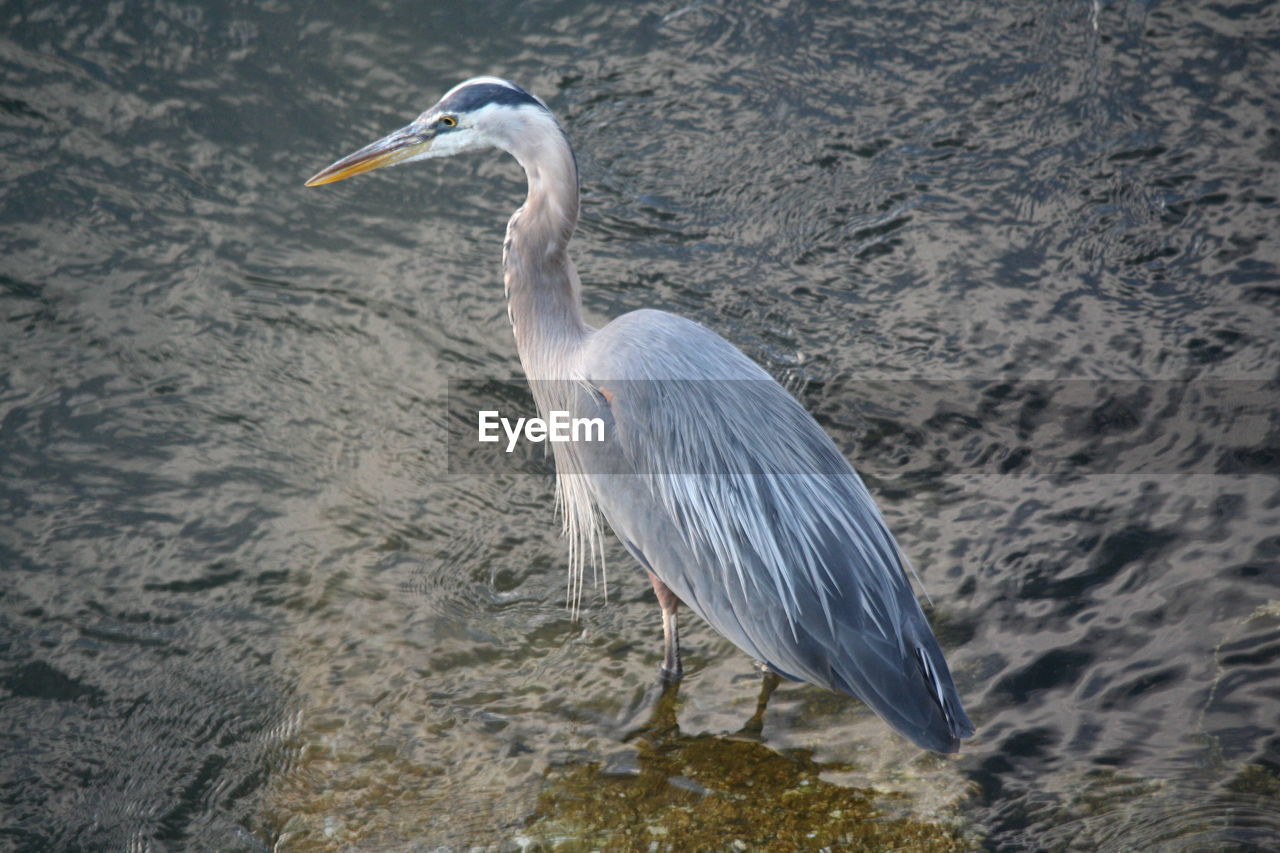 High angle view of gray heron in water