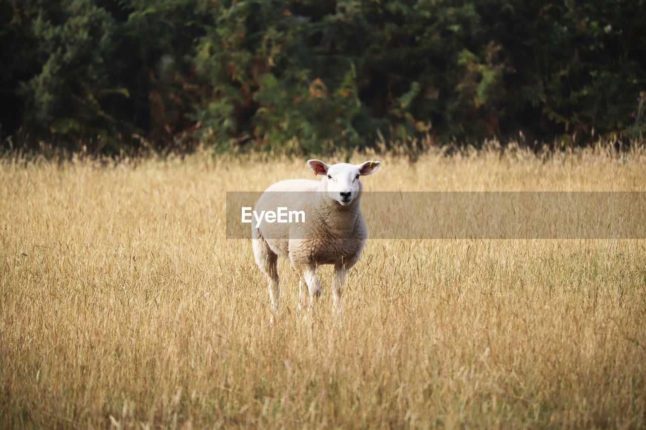 Portrait of sheep standing on field