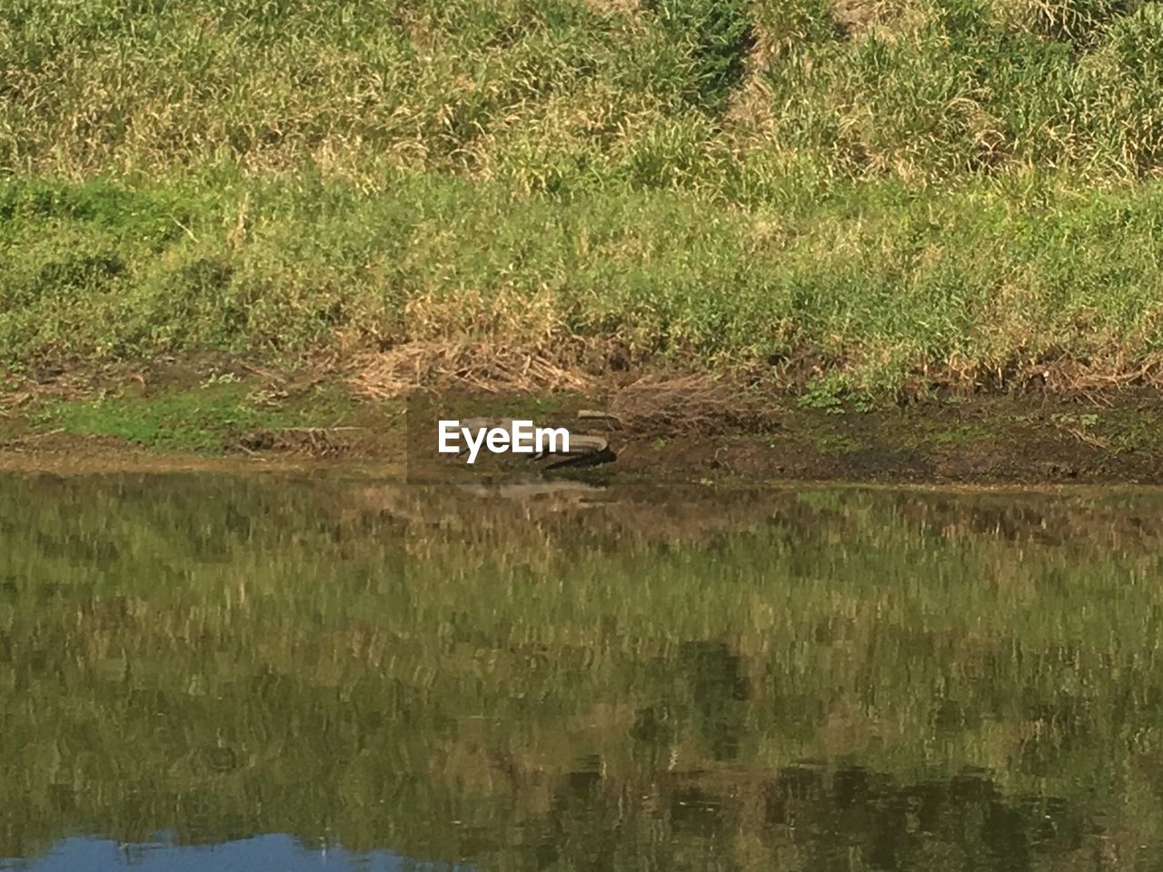 REFLECTION OF TREES IN WATER