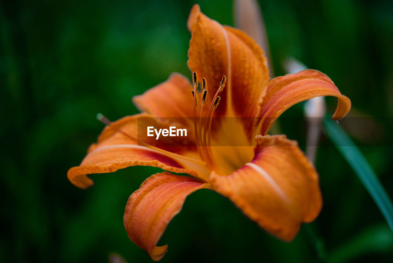 CLOSE-UP OF DAY LILY