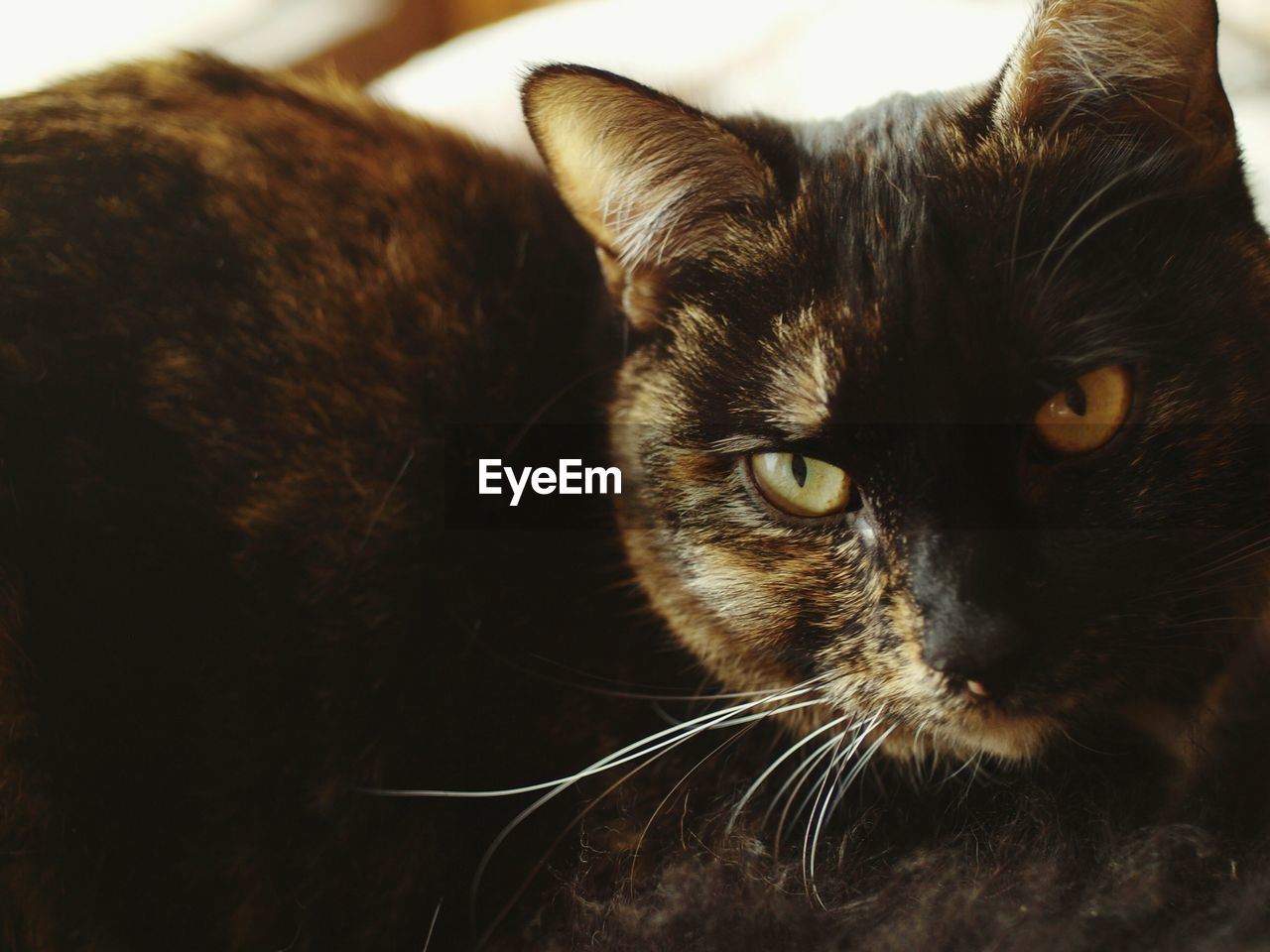 CLOSE-UP PORTRAIT OF CAT ON BLANKET