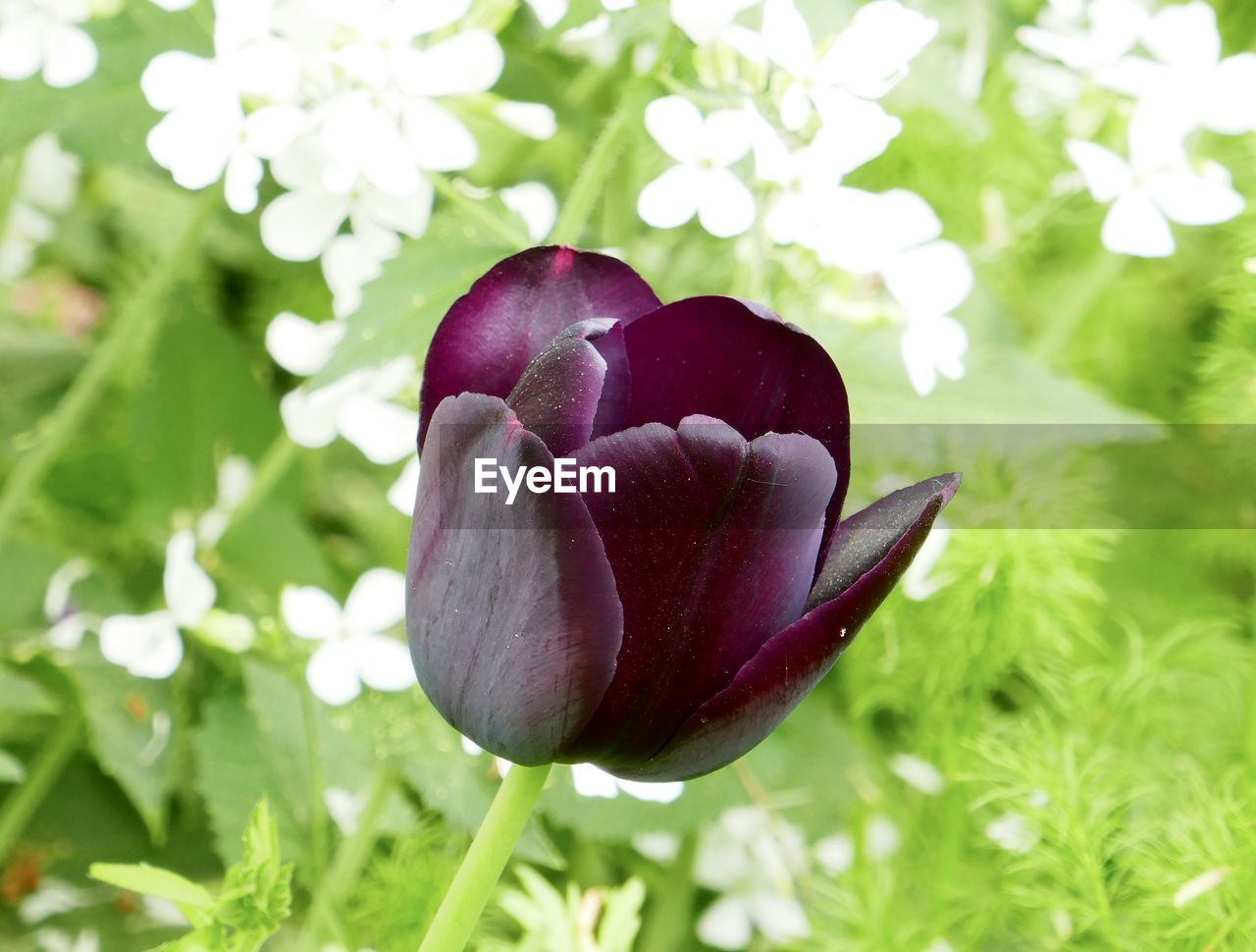 Close-up of purple tulip flower