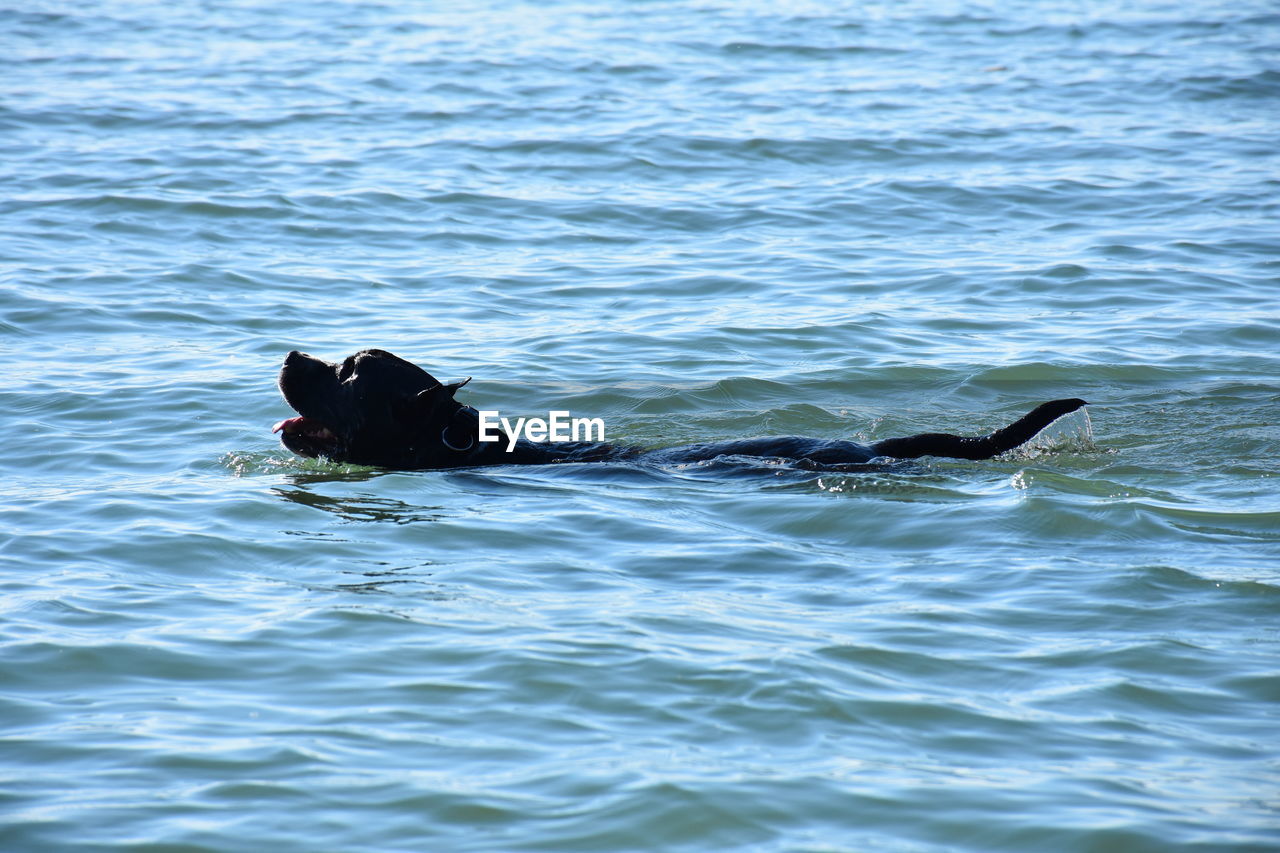 DUCK SWIMMING IN SEA