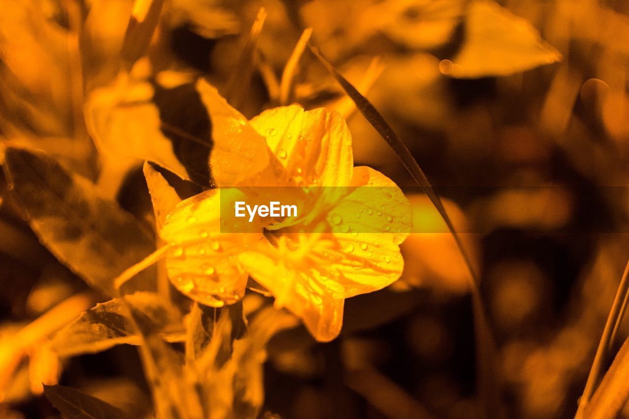 Close-up of wet yellow flower