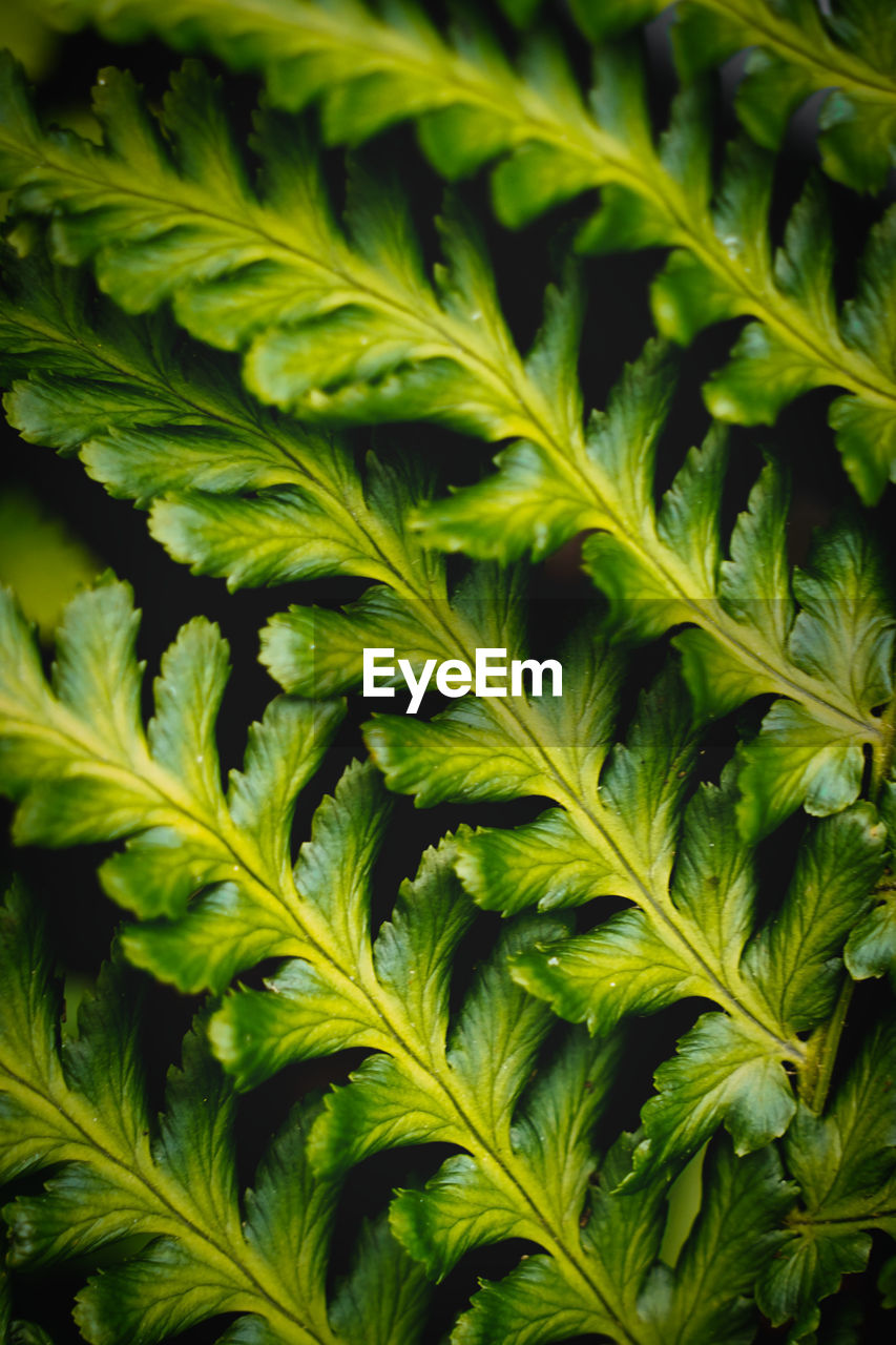 Full frame shot of plant fern