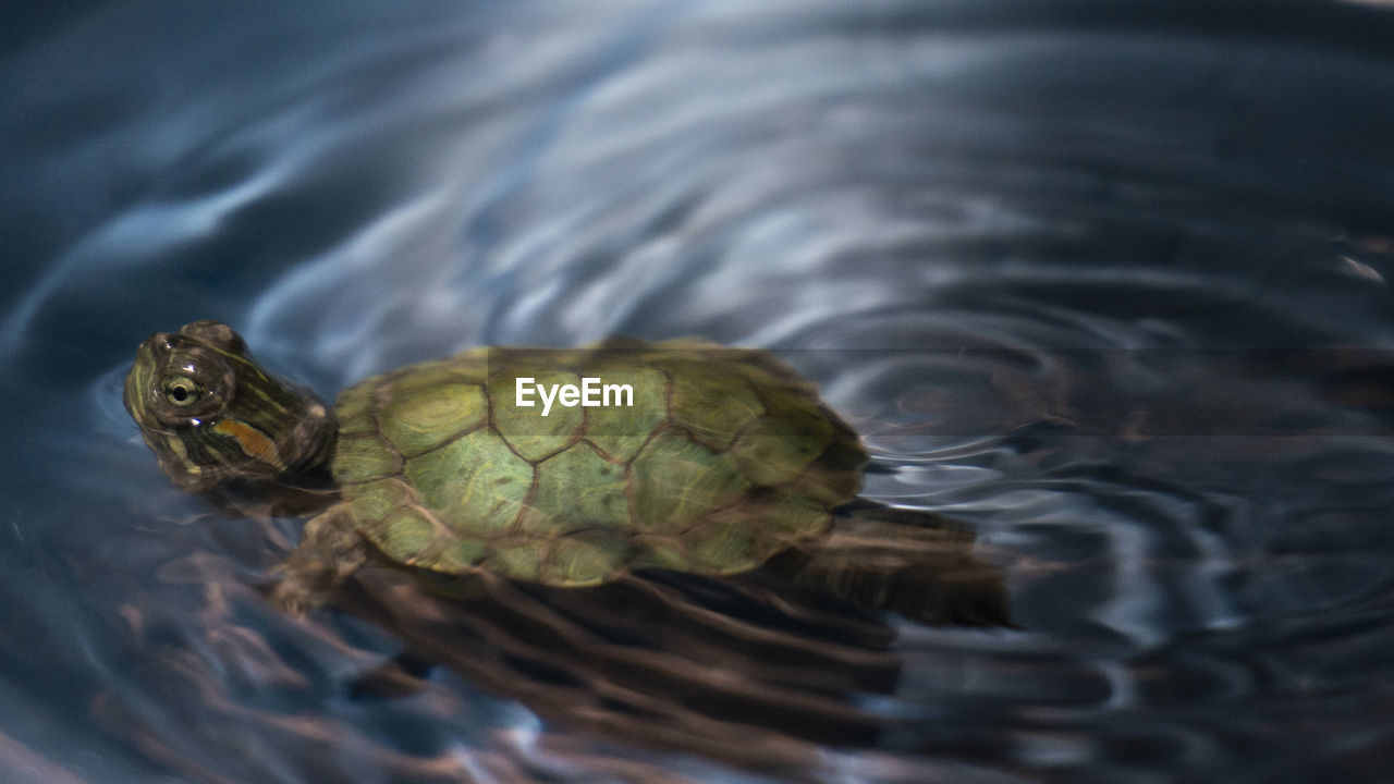 A little turtle swimming on dramatic water