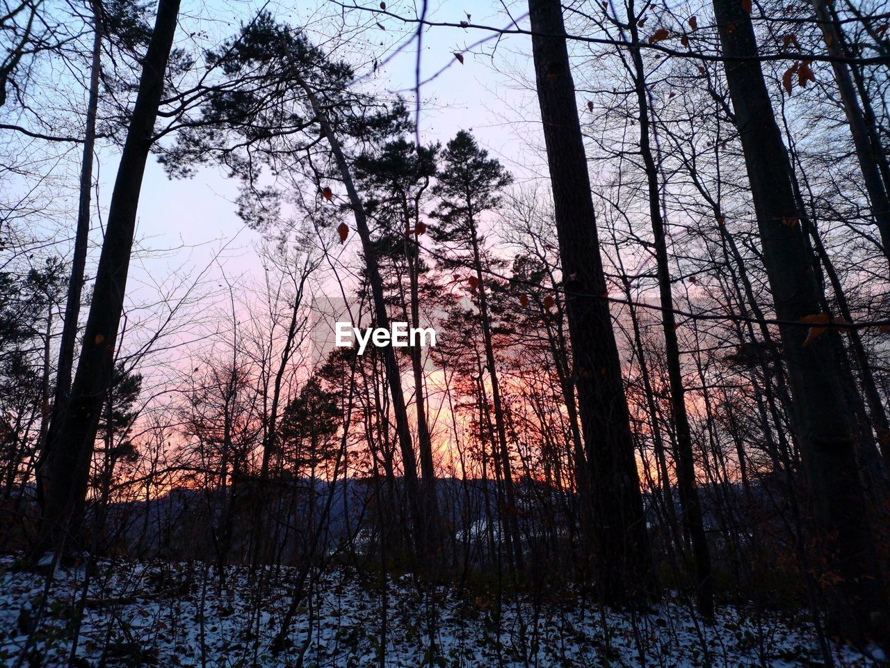 LOW ANGLE VIEW OF BARE TREES IN FOREST