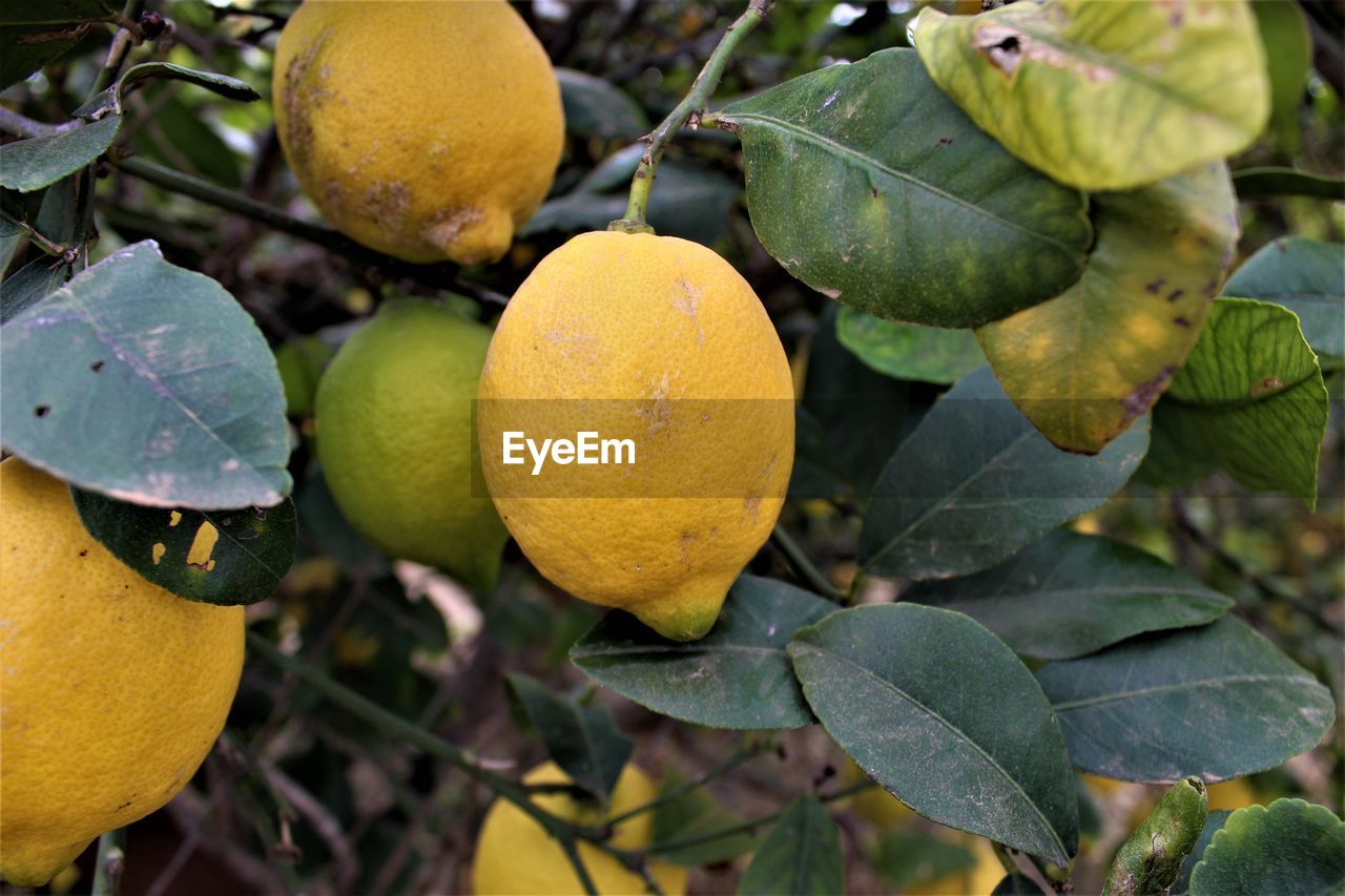 Close-up of fruits on tree