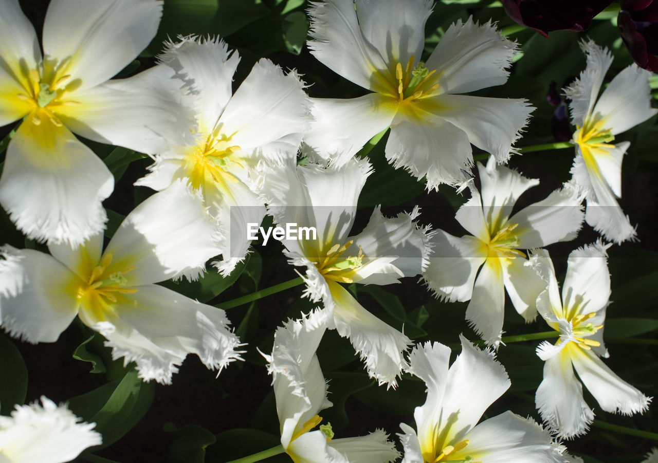 CLOSE-UP OF FLOWERS