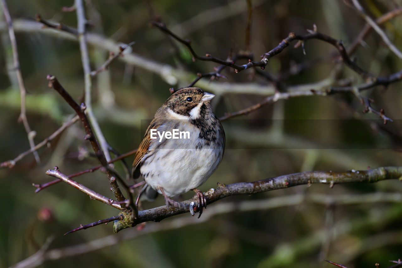 Male reed bunting, emberiza schoeniclus, perched on a bush twig