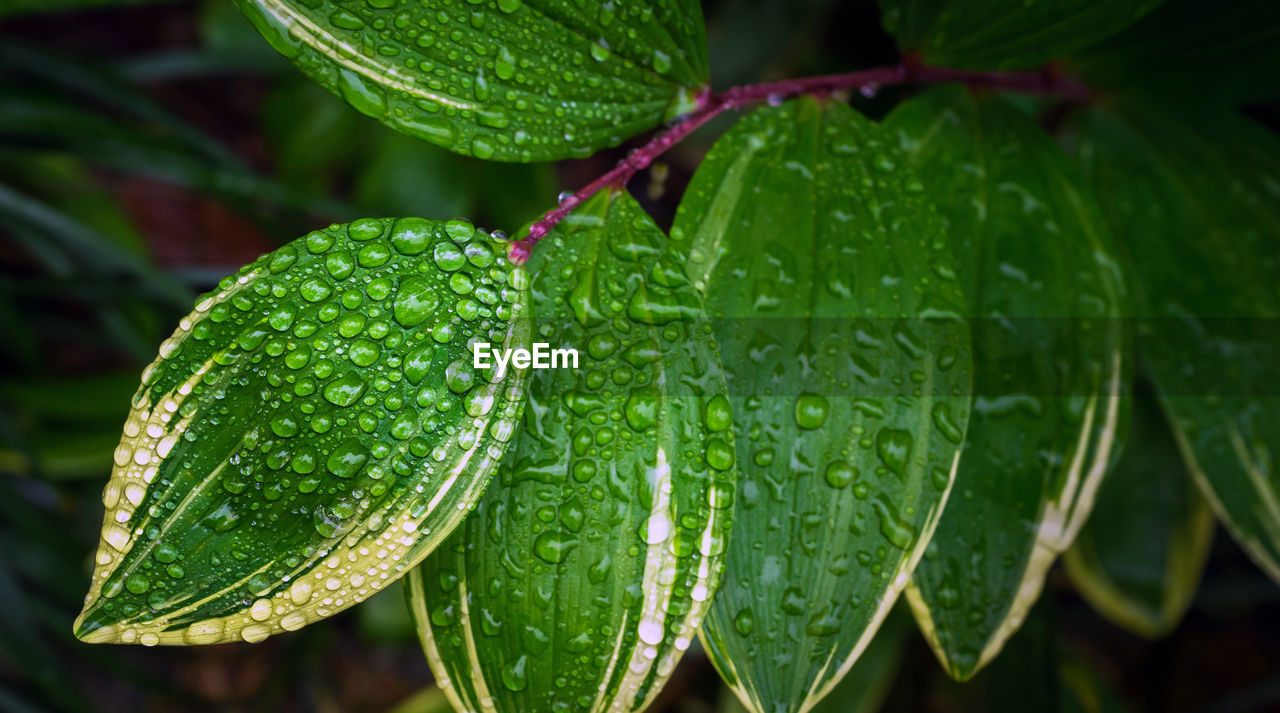 Close-up of wet plant leaves during rainy season