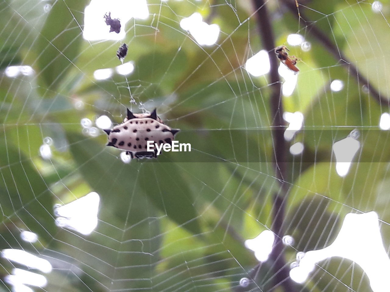 SPIDER ON WEB