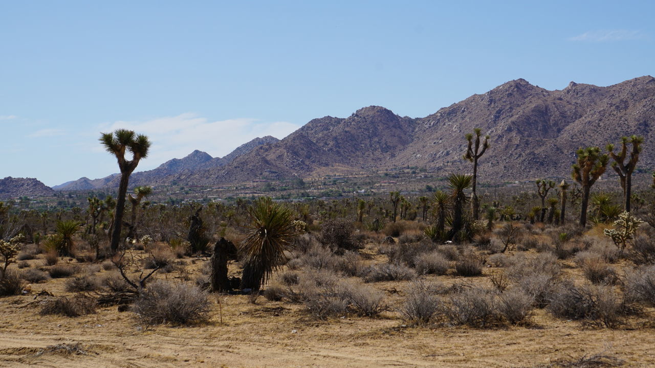 Joshua tree national park against sky