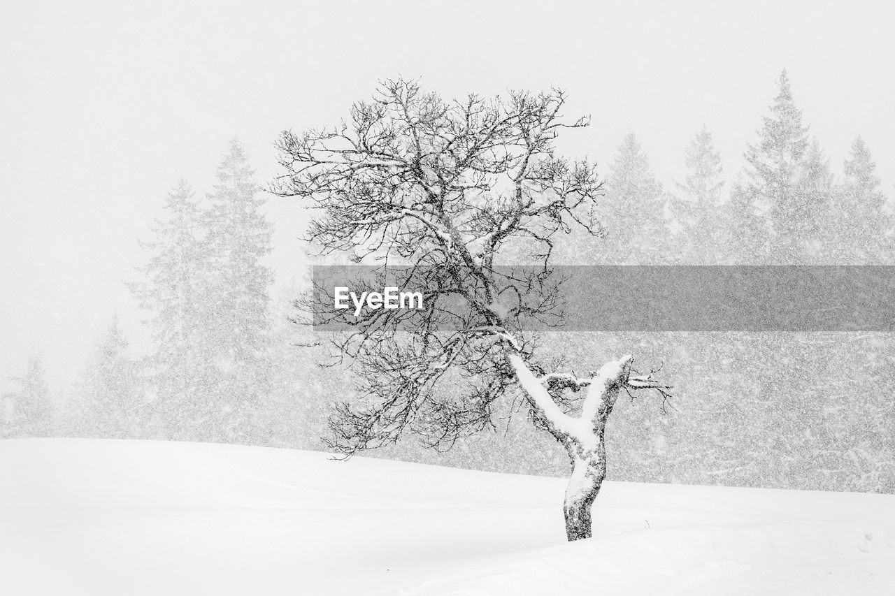 Bare tree on snow covered field