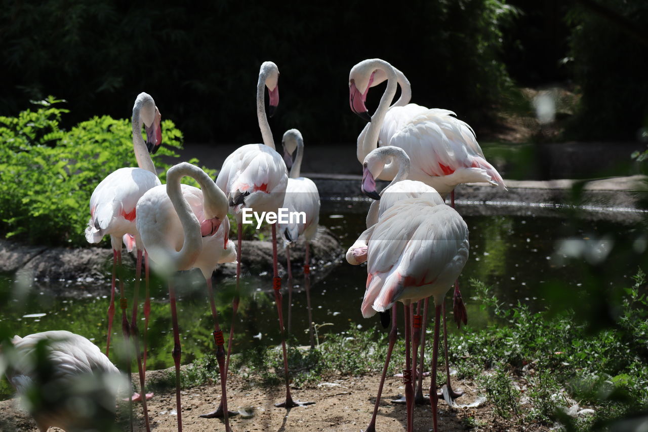 View of birds in lake