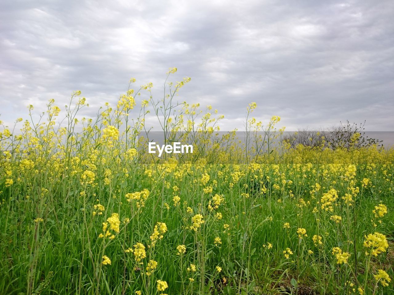 YELLOW FLOWERS GROWING IN FIELD AGAINST SKY